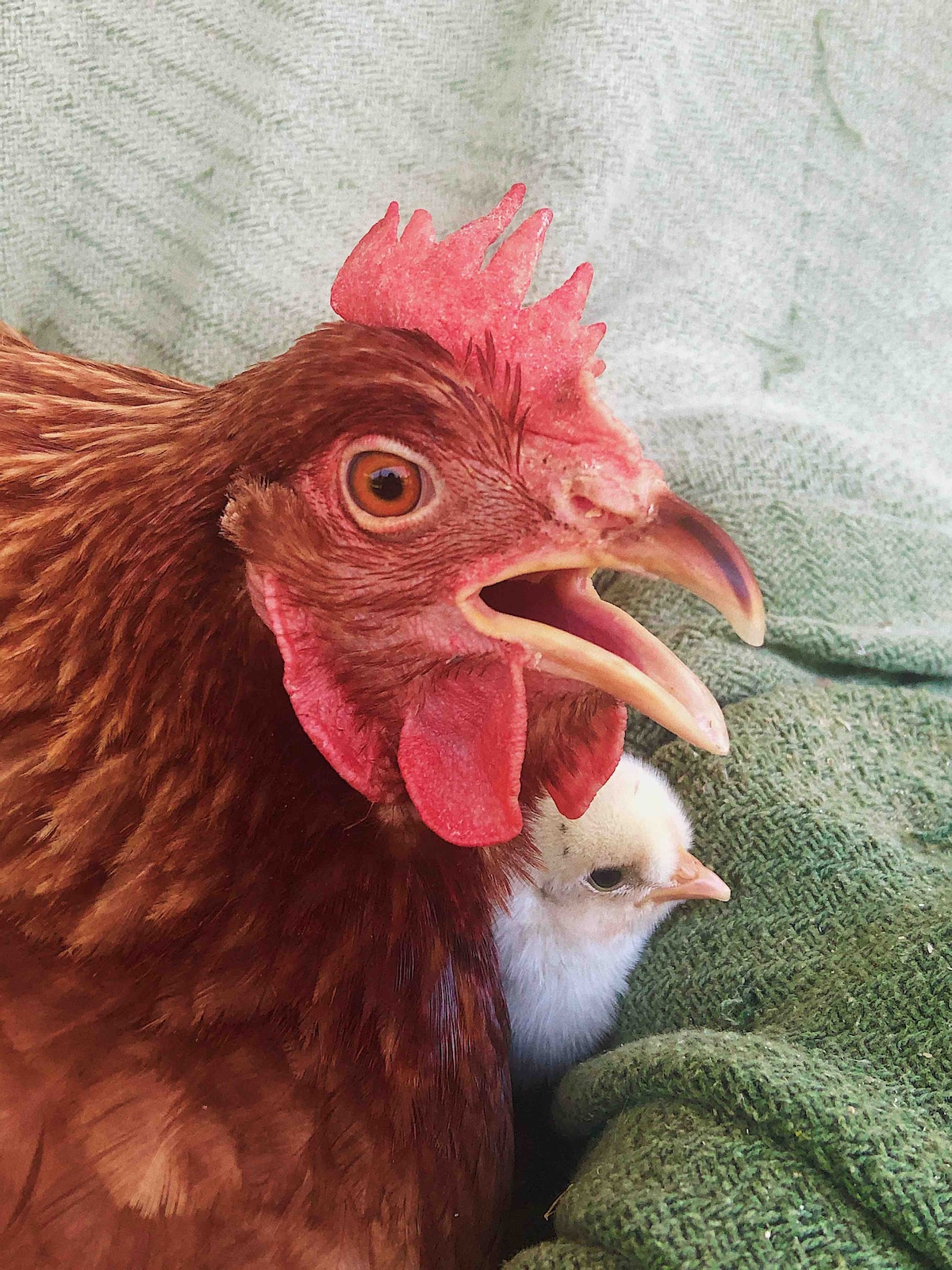 A close-up of a brown hen with bright red comb and wattles is shown. A small, fluffy chick is nestled closely behind it, partially hidden. Soft green fabric provides a contrasting background, enhancing the focus on the hen and chick.