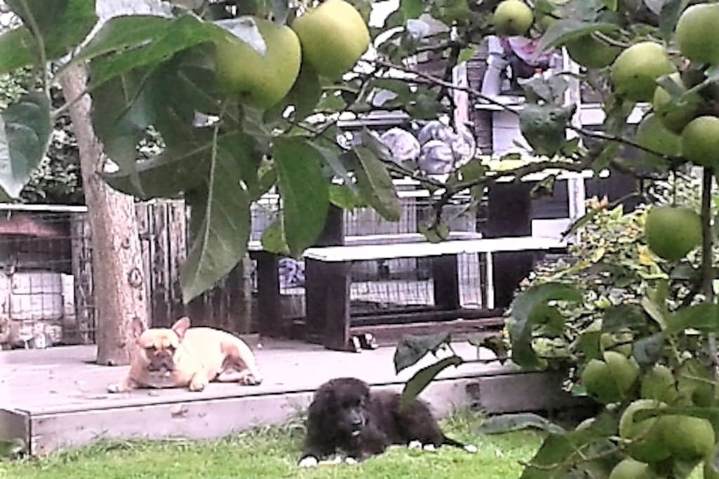 Onze honden ,Moos en Bo.