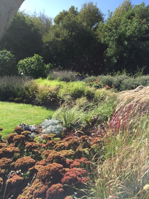 beautiful garden with grasses