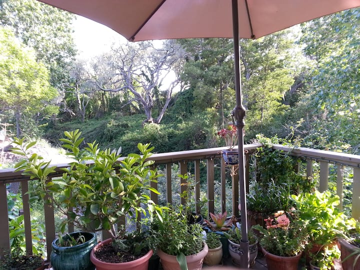 Top 12 Airbnb Vacation Rentals In Aptos, California Updated 2024