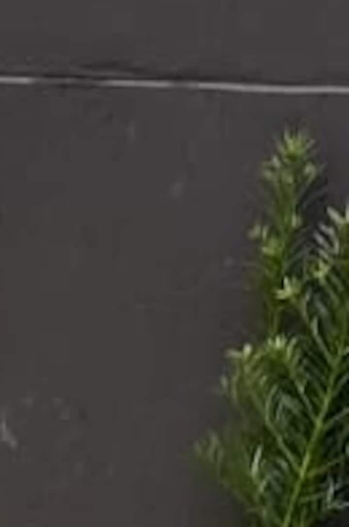 תמונה מספר 1 של דירת סטודיו