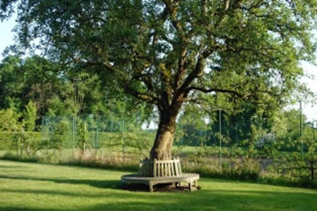L'arbre centenaire et le tennis