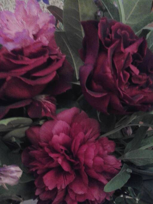 Pivoines du jardin en juin