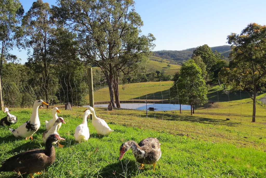 Cedar Pocket Farm House Farm stays for Rent in Cedar Pocket
