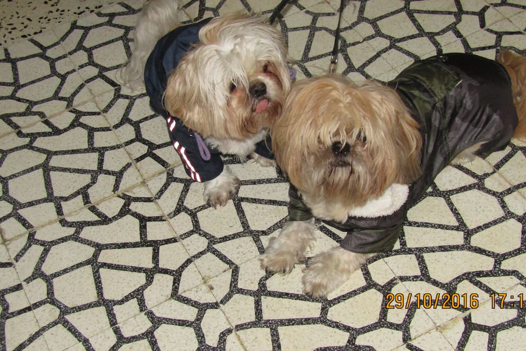 Our dogs Teddy and Harry
