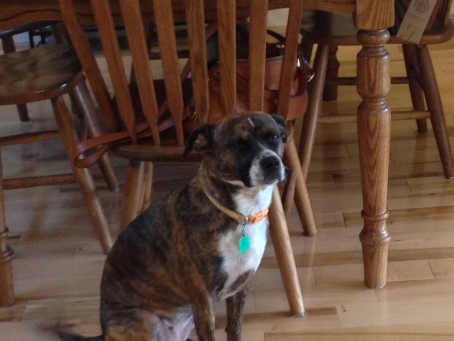 Sadie, the resident dog