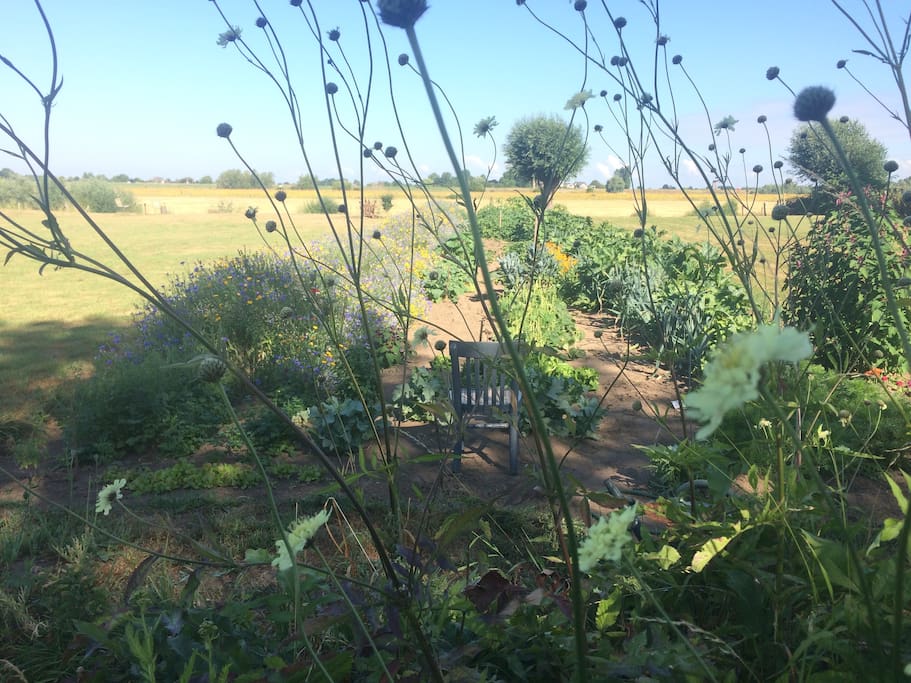 Kitchen garden from which you can harvest and pluck