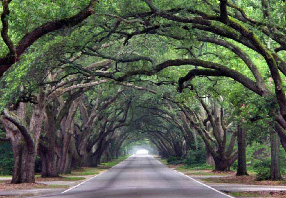 South Boundary Avenue Live Oaks