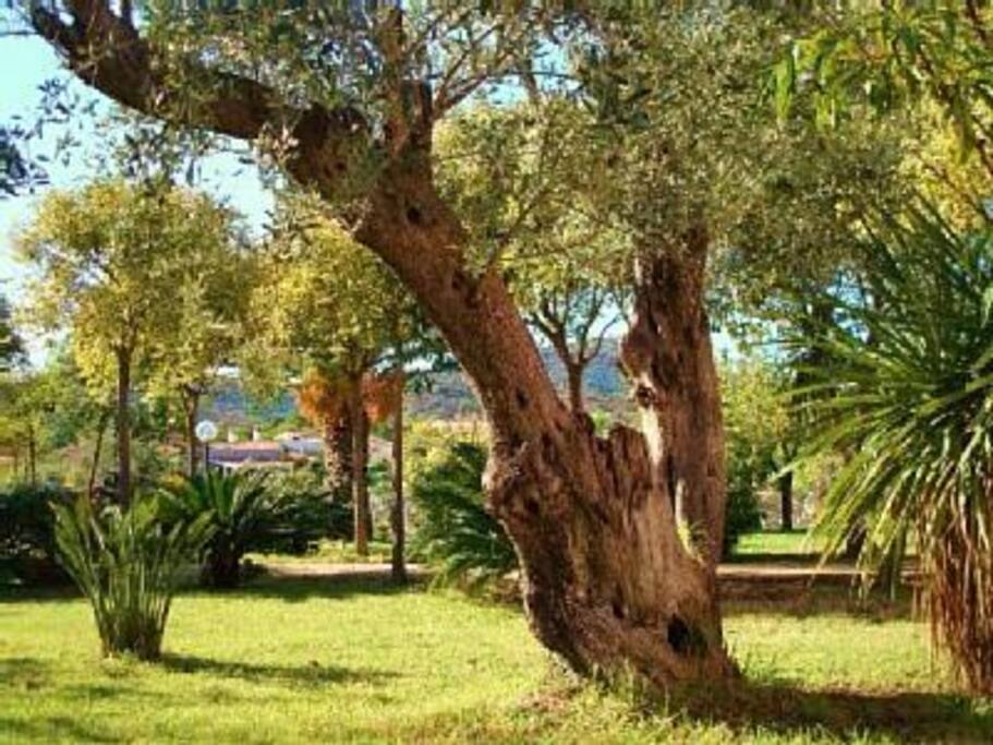 Il giardino confina con una pineta pulita e recintata di 4000mq
