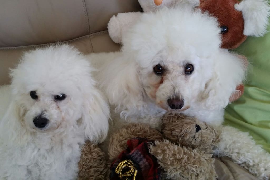 Ce Ce and Billie our pet poodles