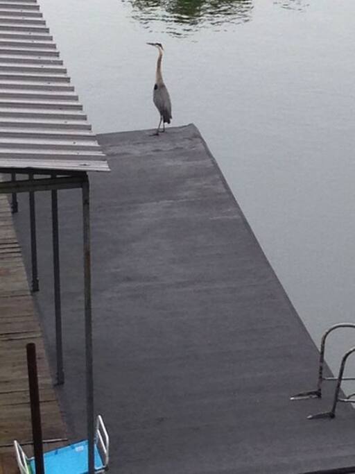 Swim Deck