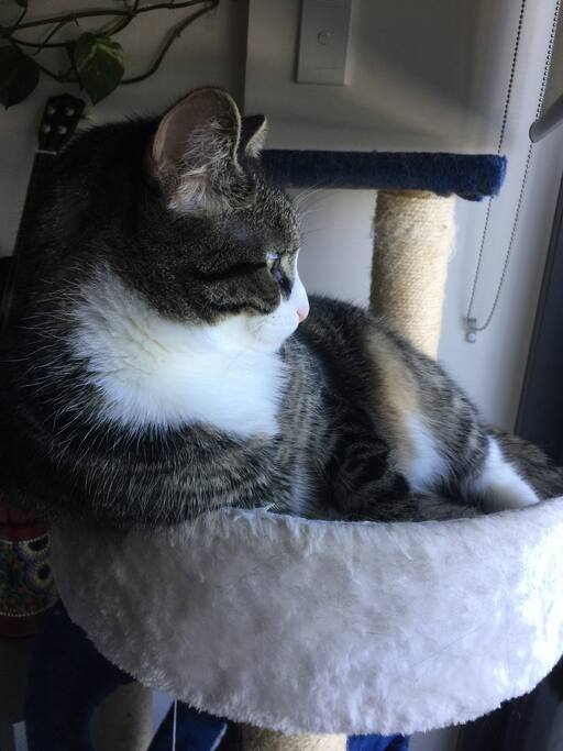 Our fur baby, Mika on forever weight management diet