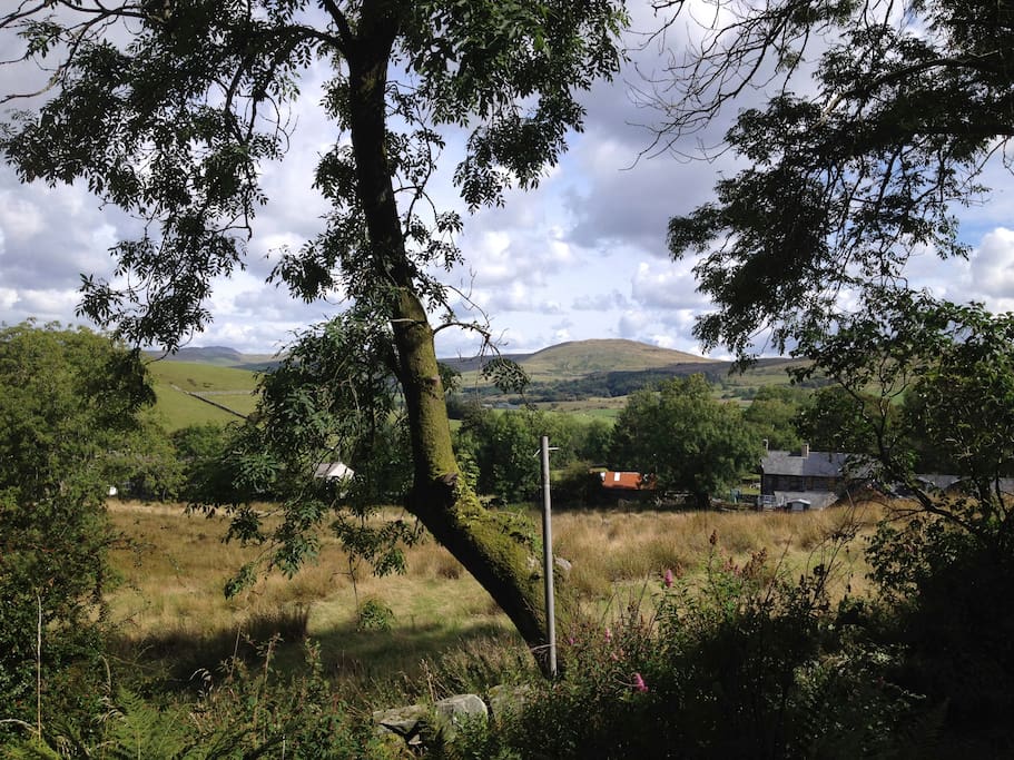 View from garden