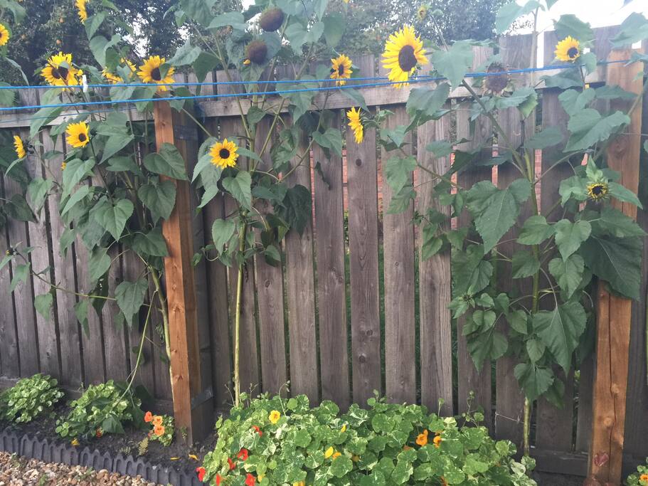 The sunflower in the garden outside the French doors.