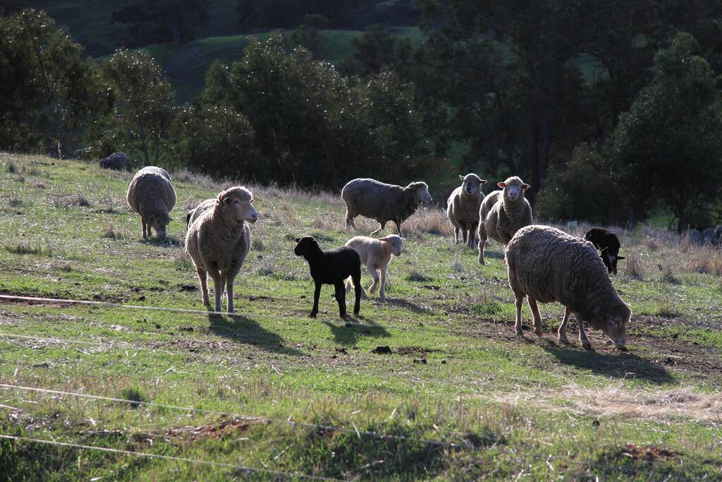 Organic lawnmowers.