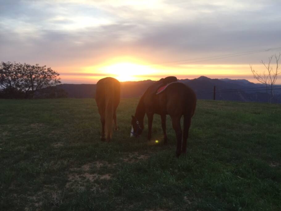 We have horses, donkeys and a pooch on the property. Fresh eggs daily from our chickens. (spring green time)