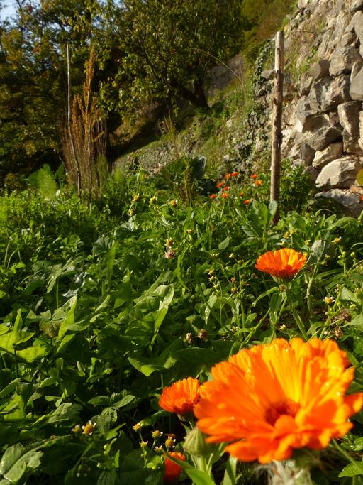Calendula dans le jardin