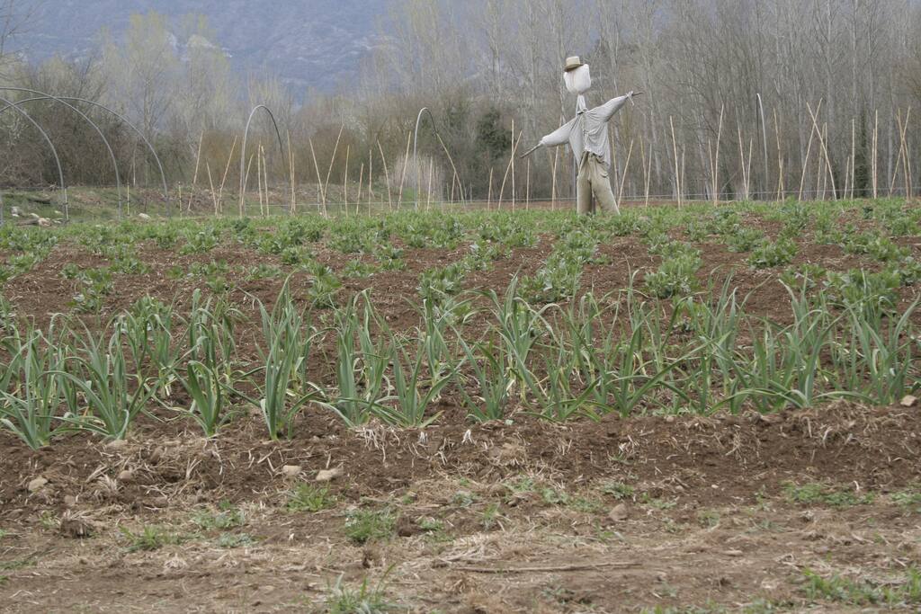 Horta ecològica amb productes de temporada.