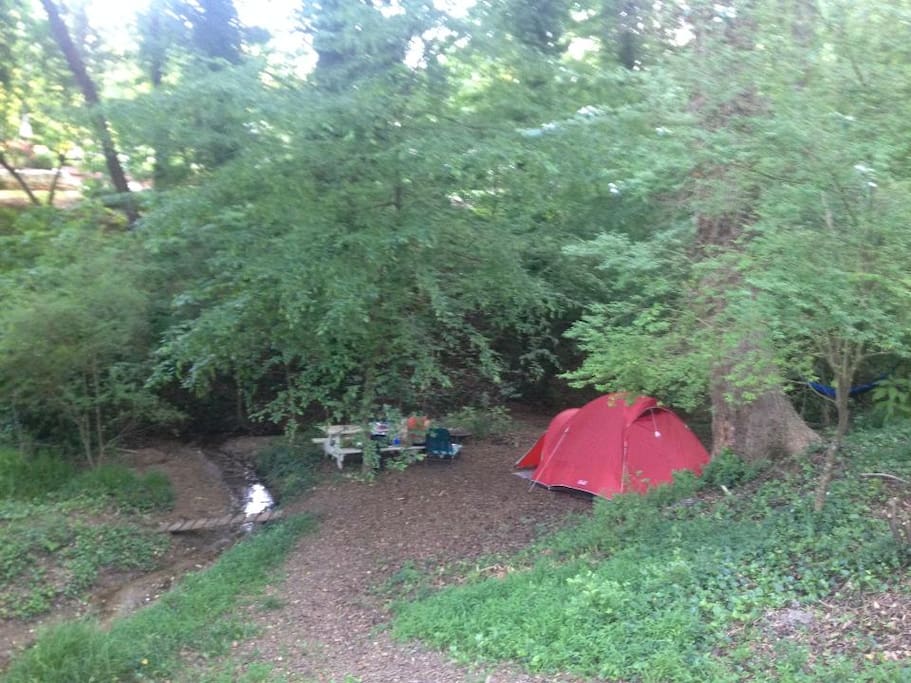 Ample room for multiple tents and hammocks under a canopy of towering oaks.