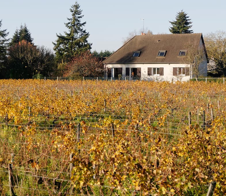 Vue de la maison depuis les vignes
