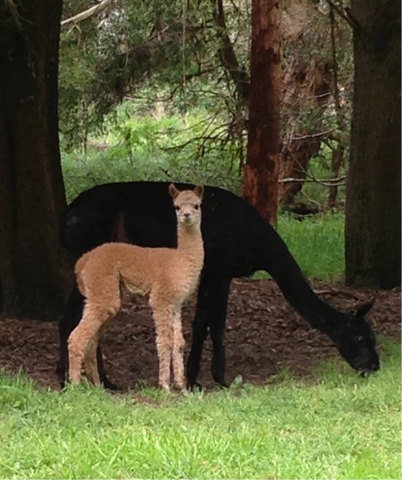 ‘The Farmhouse’ Pennyroyal VIC gallery image 2