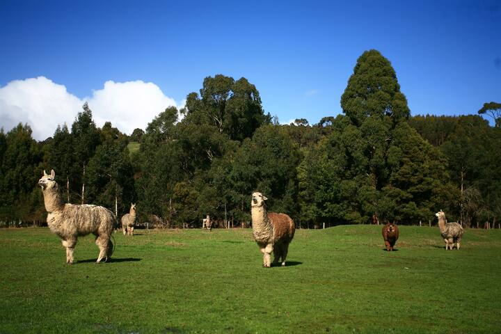 ‘The Farmhouse’ Pennyroyal VIC gallery image 4