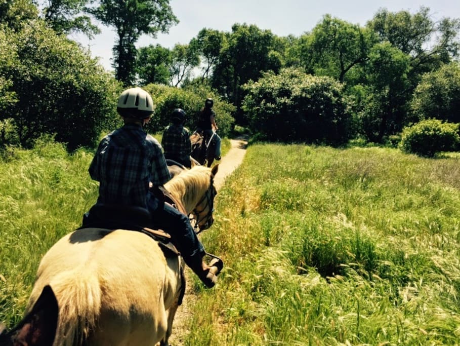 Horse riding near Folsom Lake.