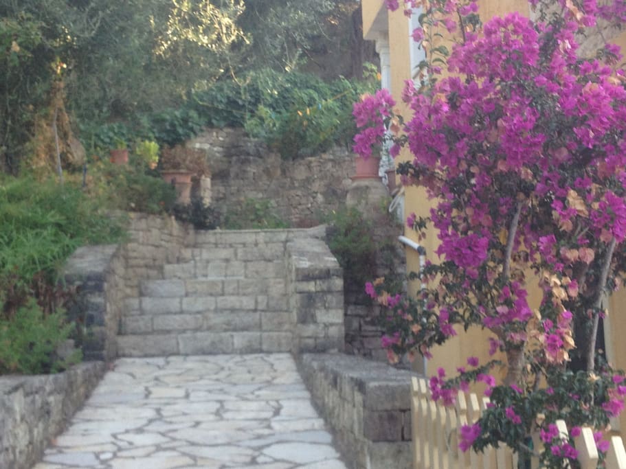 Steps leading to secluded garden and front door