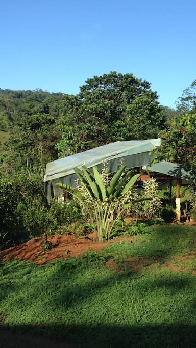 Greenhouse full of herbs and veggies