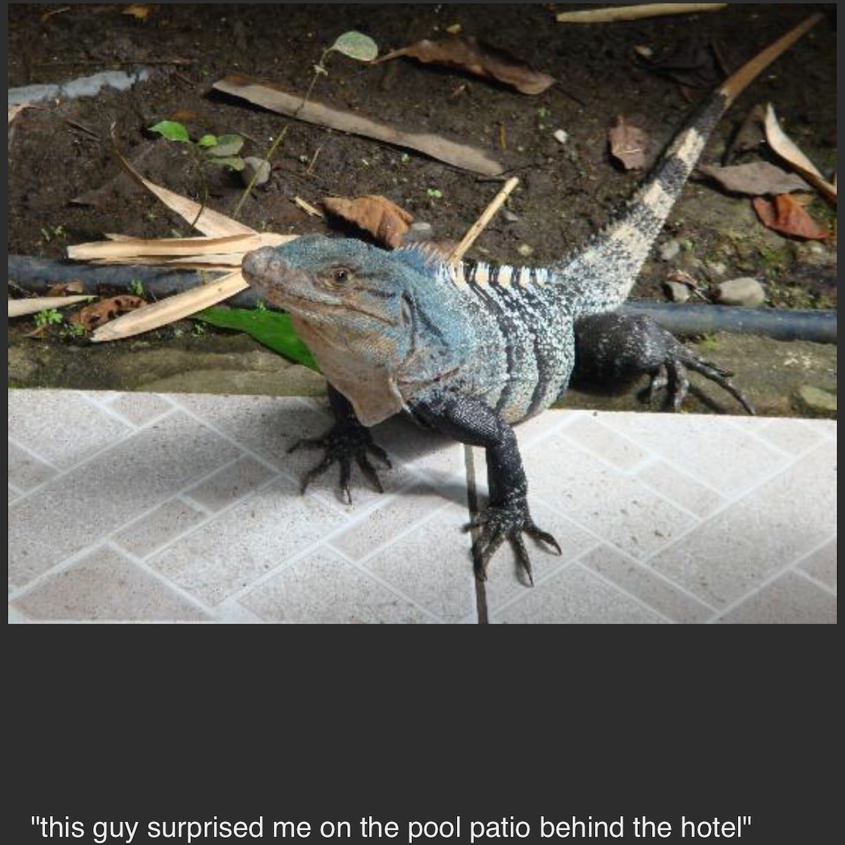 An iguana is featured on the pool patio, displaying its textured skin and distinctive coloration. The surrounding area includes lush greenery and paved tiles, contributing to the natural setting near the hotel.