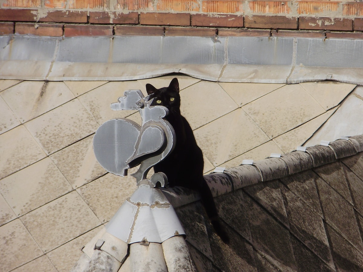 A black cat perches on the edge of a tiled rooftop, blending with the colors of the structure. The cat gazes curiously ahead, while decorative roofing elements are visible, adding character to the building's architecture.