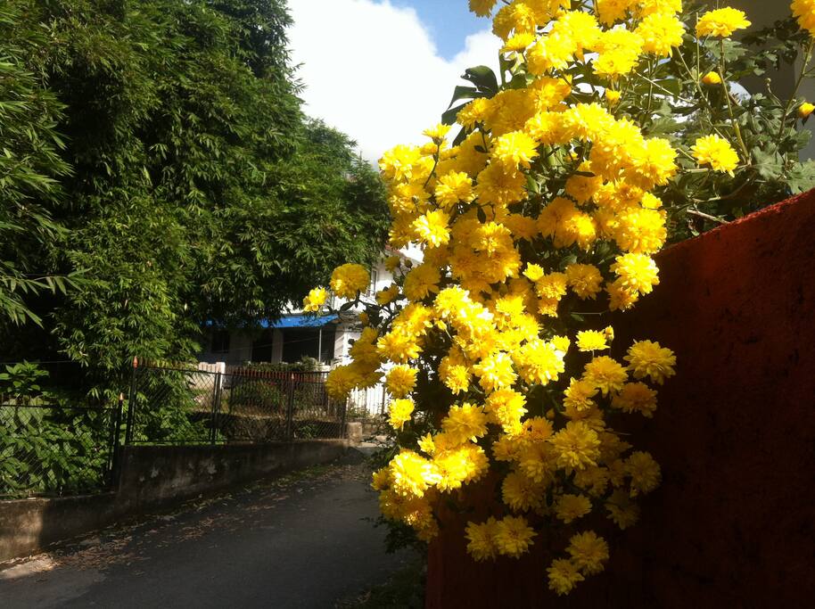 hanging flower in Autumn