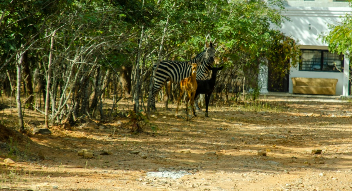 A group of game animals, including a striped zebra and a brown animal, is observed among trees and bushes. The natural surroundings are accented by the soft earth tones of the ground, with a building visible in the background.