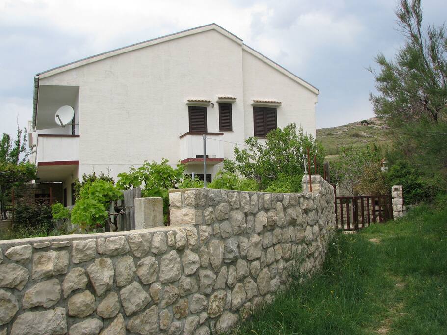Vineyard in front of the house