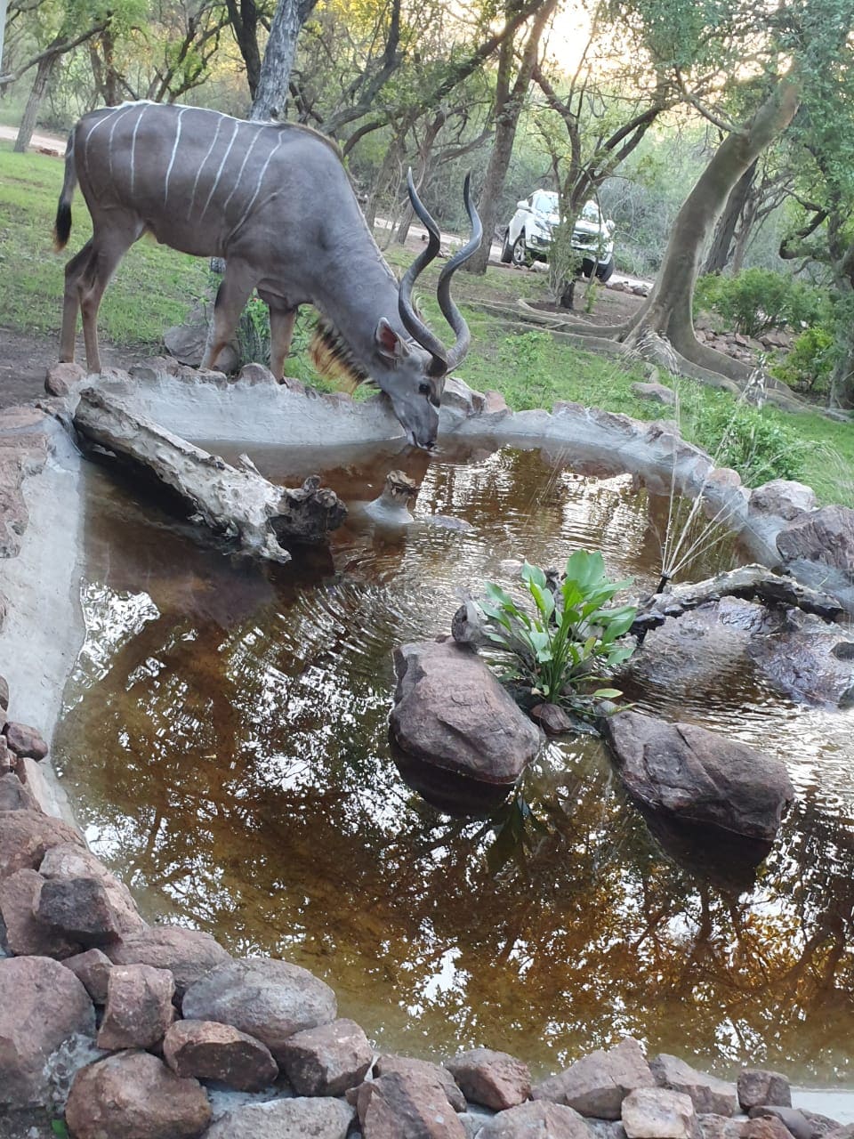 A kudu is seen drinking from a natural water feature surrounded by flat stones and a few small plants. In the background, a vehicle can be observed parked beneath trees, highlighting the bushveld environment.