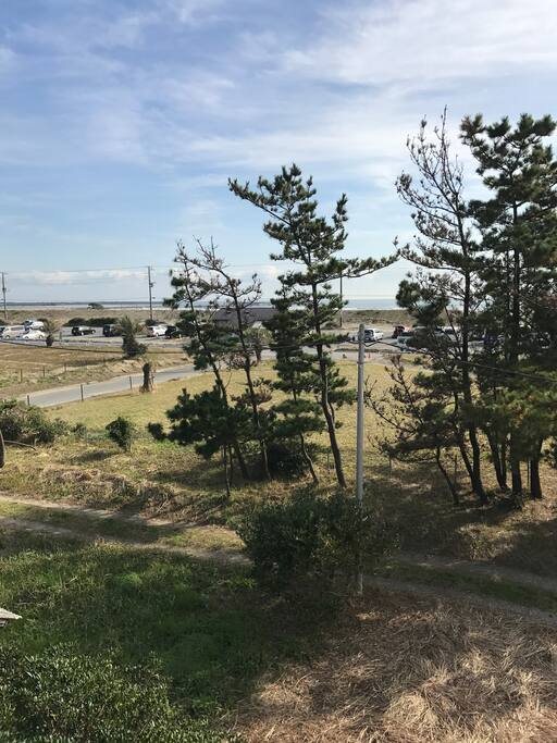 黒松超しに片貝海岸