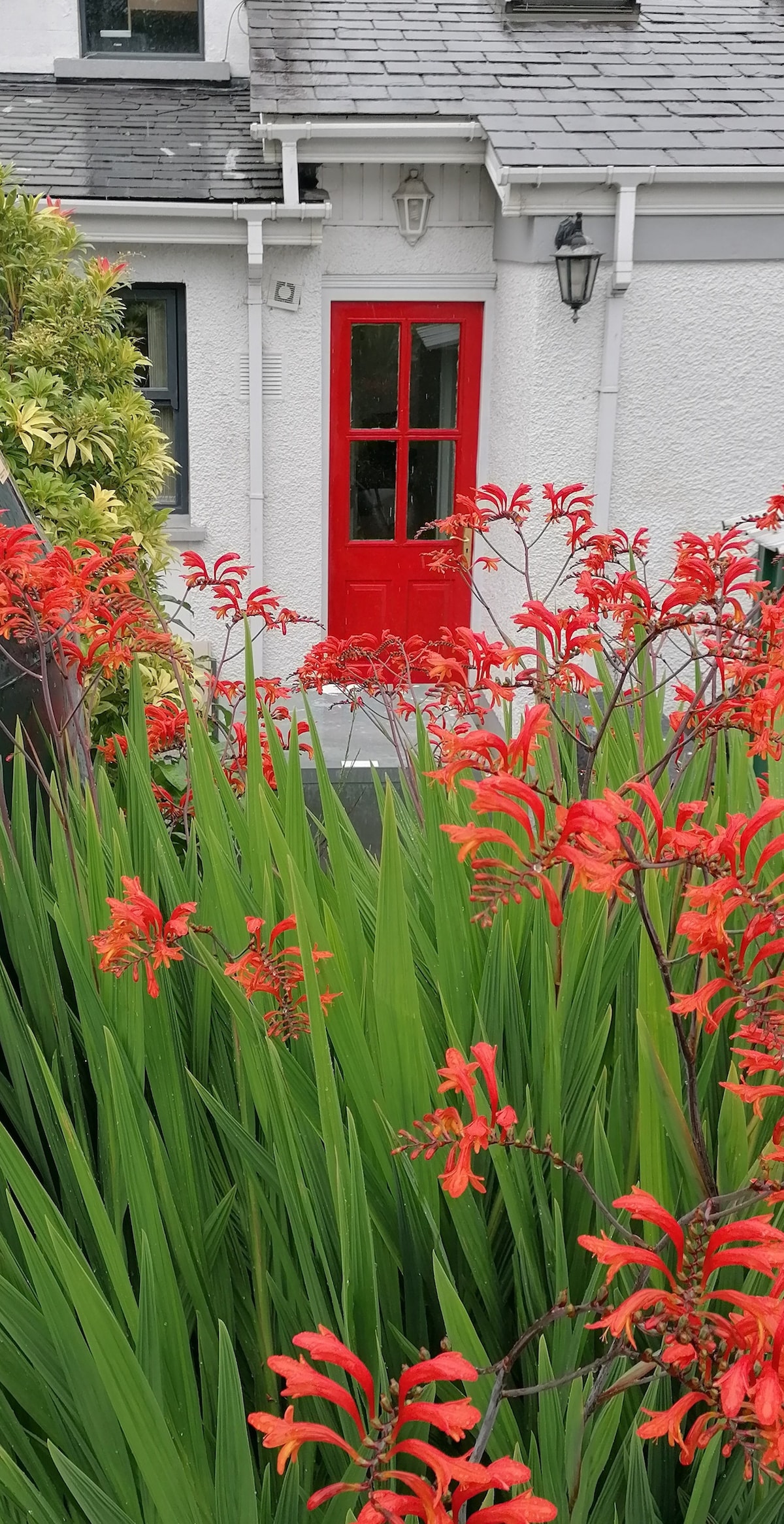 A bright red door is framed by lush green foliage and vibrant orange flowers. The entrance to the suite is located at the front of the house, providing a welcoming focal point amidst the colorful garden.