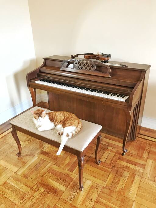 Maestro Puss
