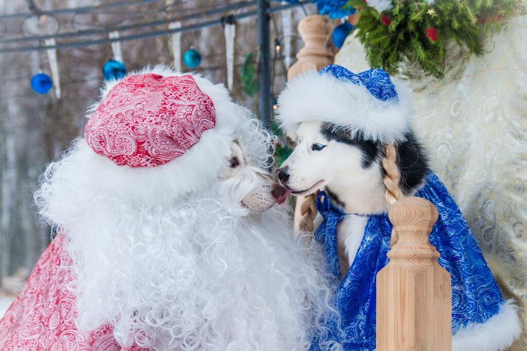 Наши Хаски