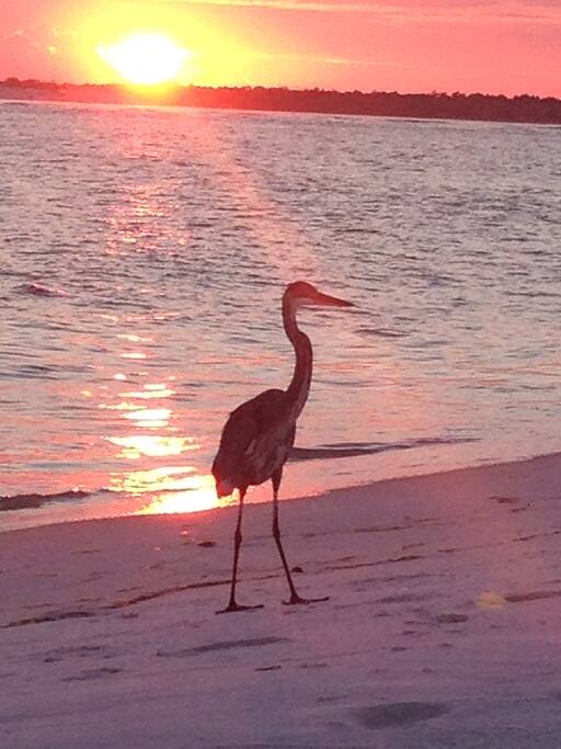 Amazing Sunsets!