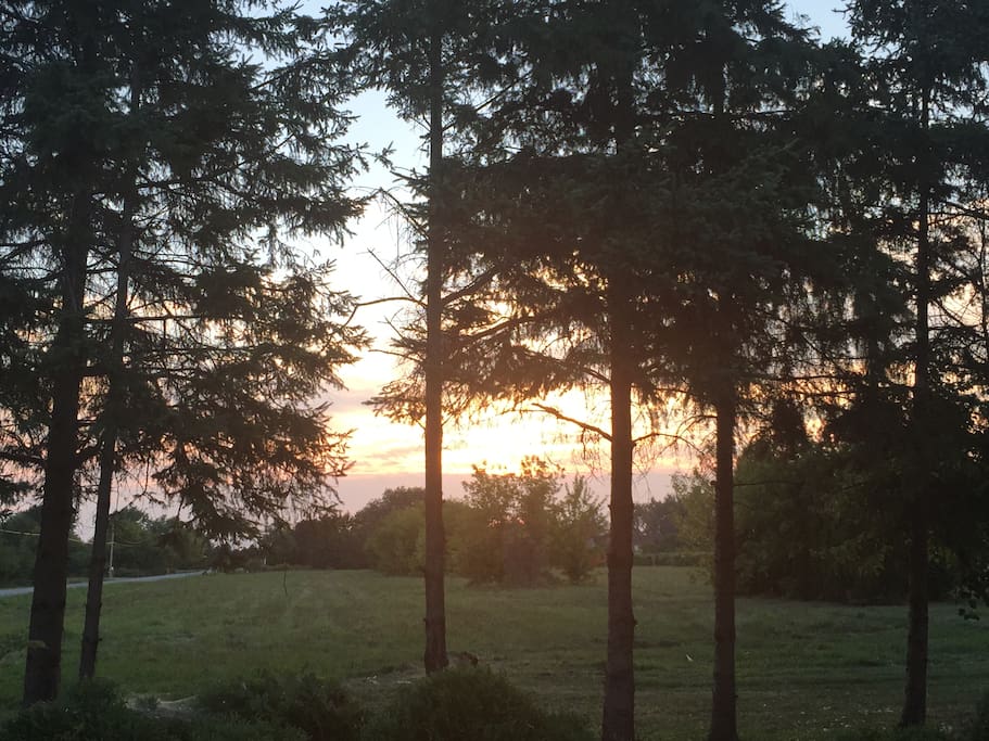 Front yard