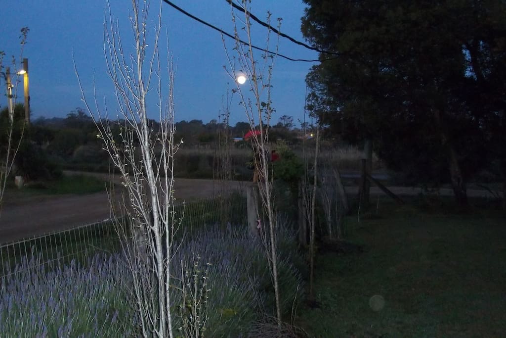 jardín nocturno
