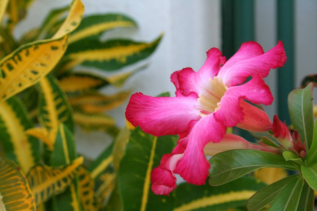 Tropical Blooms