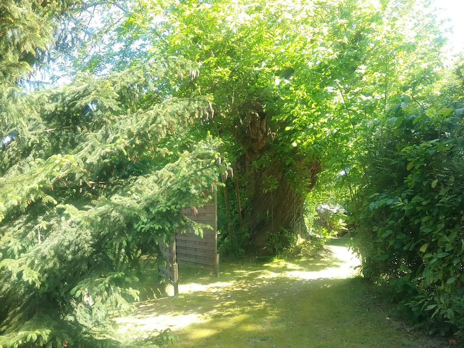 Le parc avec un chataignier de plus 500 ans en arrière plan