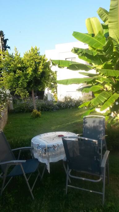Back yard