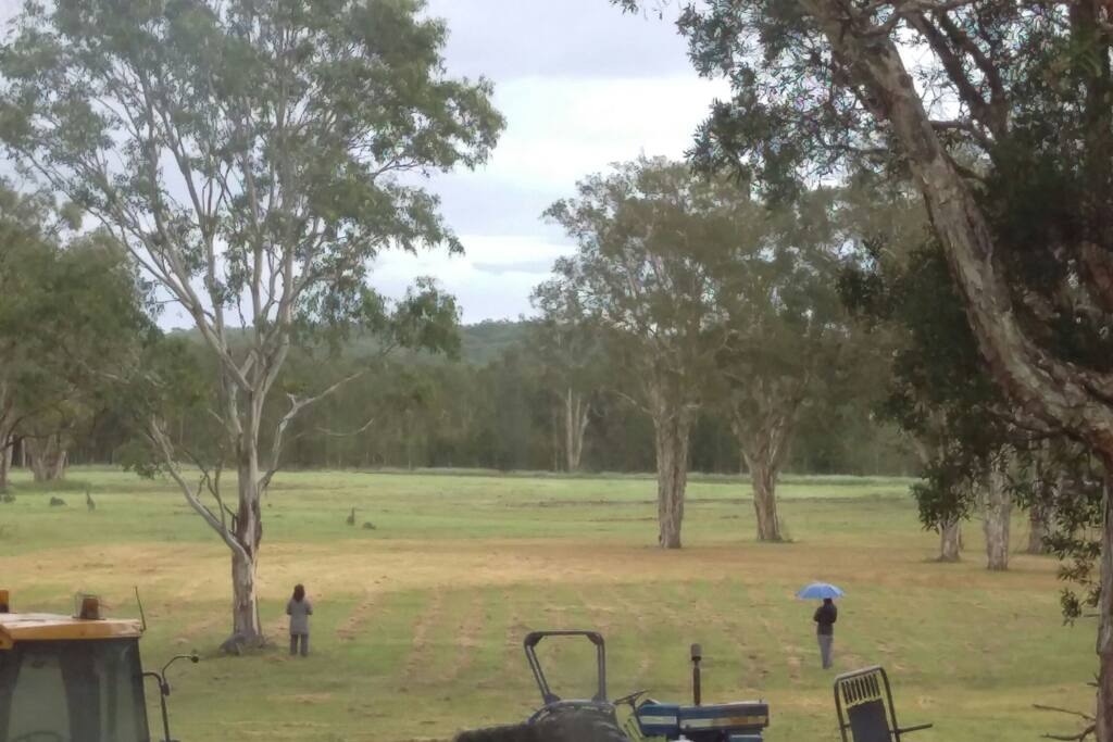 Guests watching the kangaroos