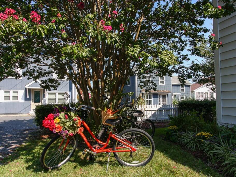 Rent Townie Bikes