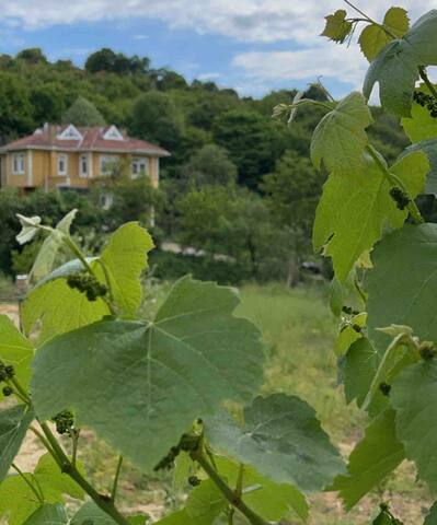 Doğa’nın içinde huzur bulabileceğiniz rahat bir ev gallery image 3