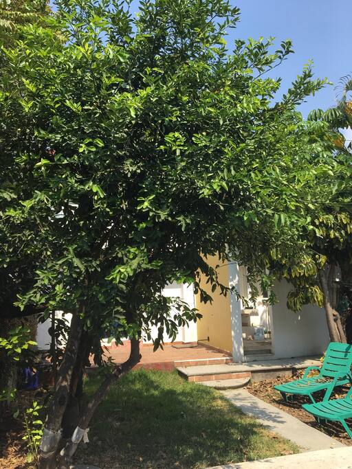 Desde el jardín