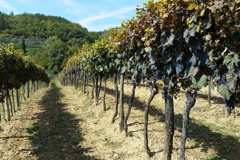 Surrounded by graps and truffels, part of the October Experience